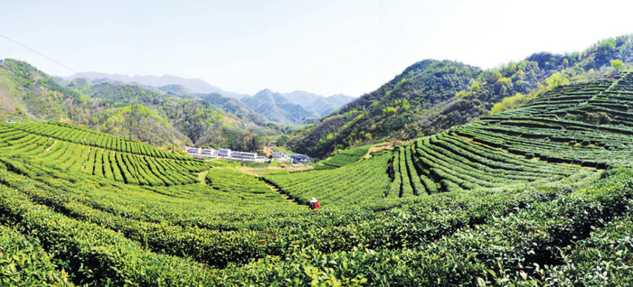 规模宏大的生态有机茶园一角。