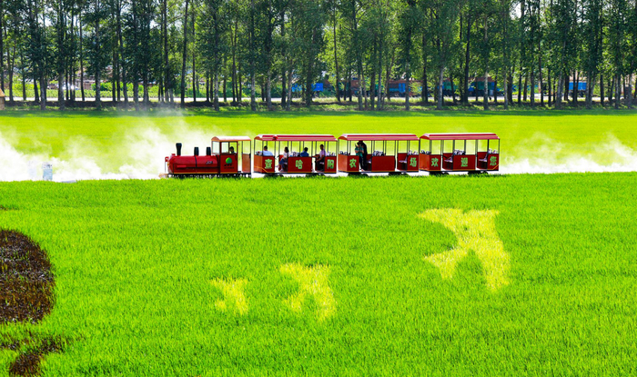 稻田小火车