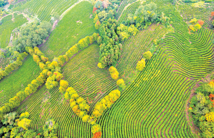 上庸镇大泉山茶园。