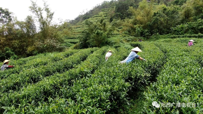 图源：阳西广播电视台