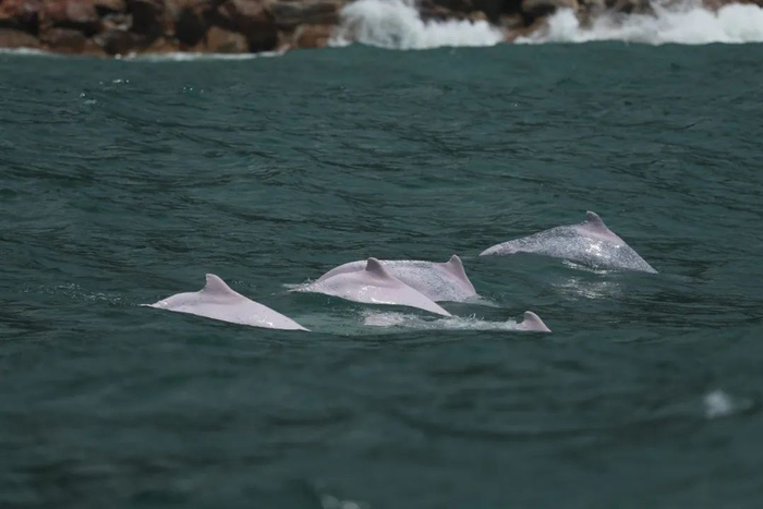 ▲ 识别背鳍是统计白海豚数量的关键。图片来源：郑锐强