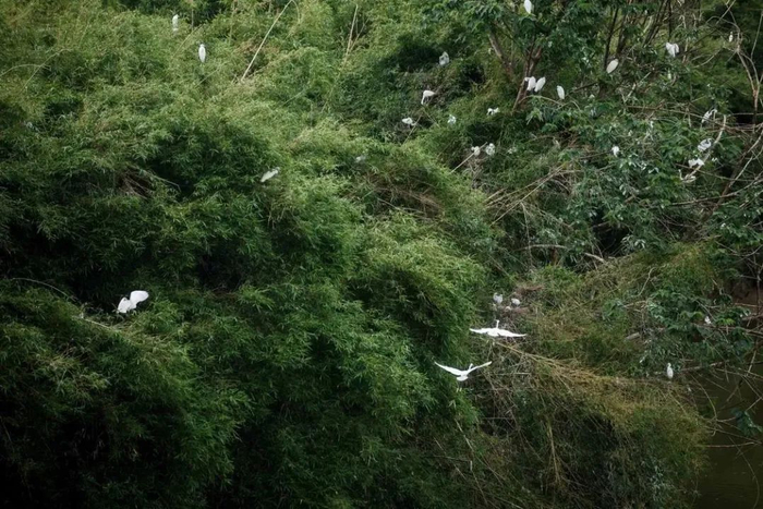 众多的鹭鸟在江心岛上栖居。
