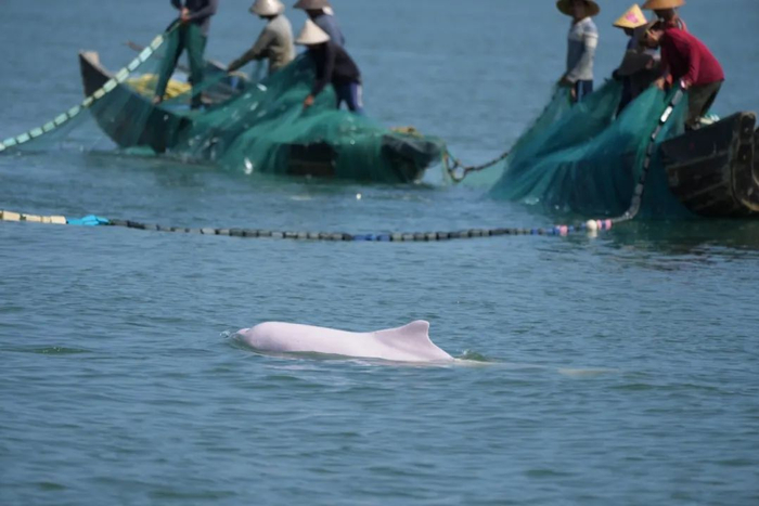 ▲ 中华白海豚在近岸生活，易受人类活动影响。图片来源：郑锐强