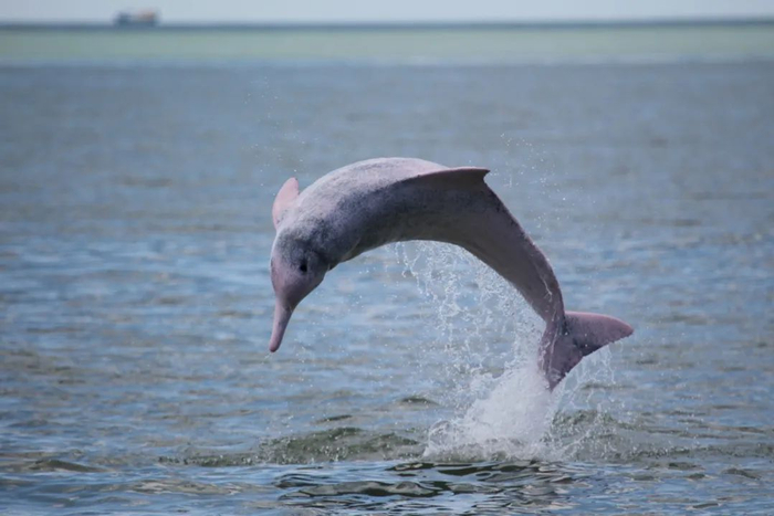 ▲ 在缺乏对外交流的情况下，小种群面临更高的灭绝风险。图片来源：郑锐强