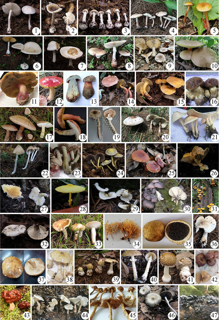 图为云南223件菌子中毒事件中出现的毒蘑菇。1为致命鹅膏，18为兰茂牛肝菌 