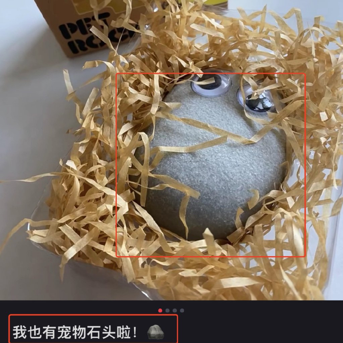 图/石头宠物