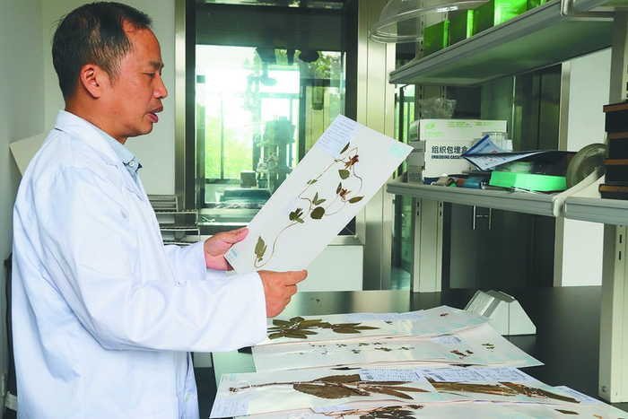     工作人员向记者展示重庆丰富的中药标本