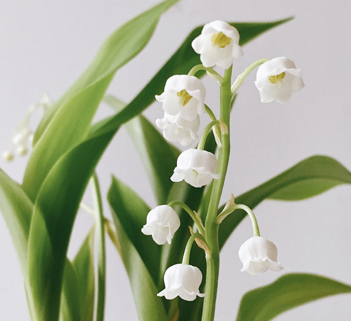 铃兰花，图源网络