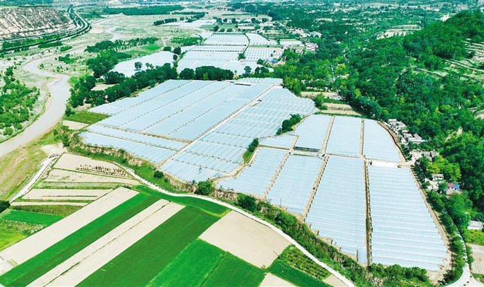 航拍长武县洪家镇司家河村的千亩麒麟西瓜种植示范产业园。 本报通讯员 兰丹摄