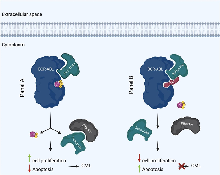 图2. BCR:ABL1酪氨酸激酶和TKIs在慢粒白血病中的作用机制，来源：参考文献3