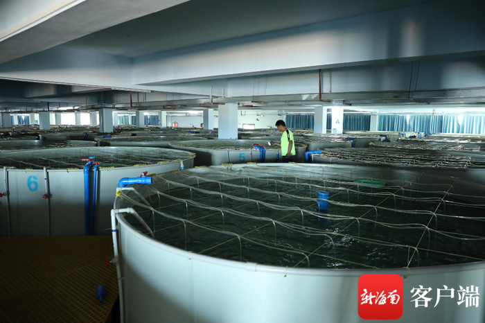 　　养殖户正在查看螺苗的生长情况。记者 郑光平 摄