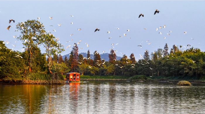 新会小鸟天堂。阮国志 摄
