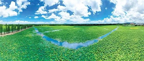 △在蓝天白云的衬托下，江海都市农业生态公园散发出迷人的光彩。江门日报记者 郭永乐 摄