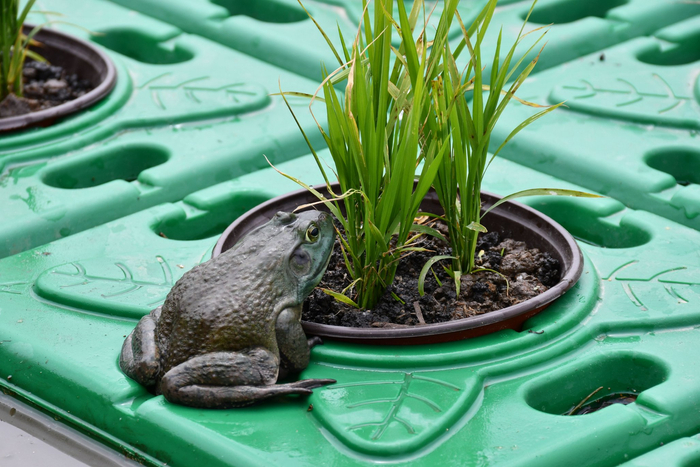 综合养殖有账算