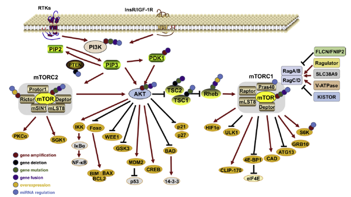 图1. PI3K/Akt/mTOR信号通路在DNA和RNA水平上的变化