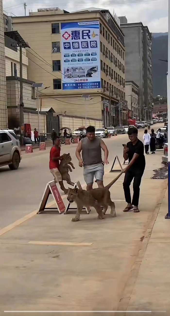 在果敢和佤邦等地，私人养老虎、狮子当宠物。受访者提供