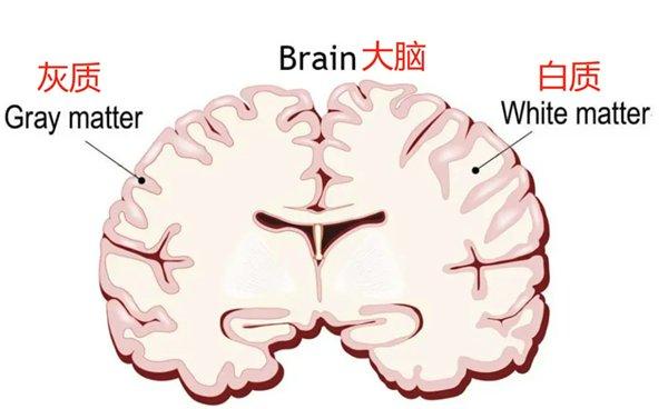 大脑长在头的位置图图片