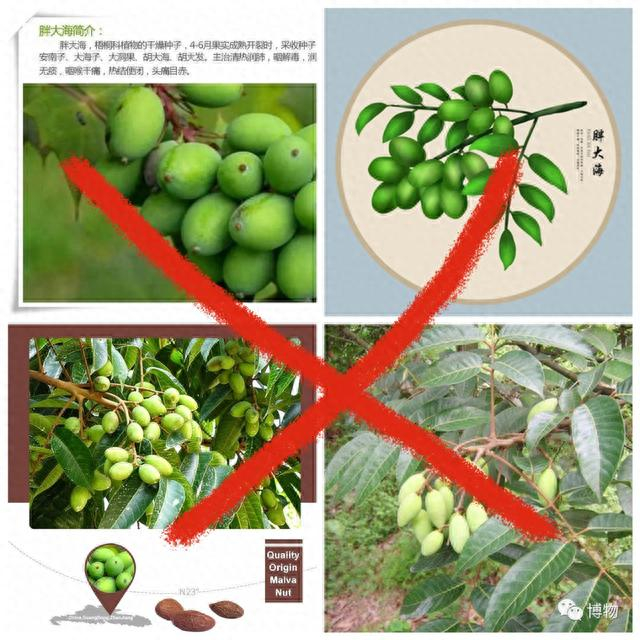 电商的胖大海配图大部分都不对。供图：博物