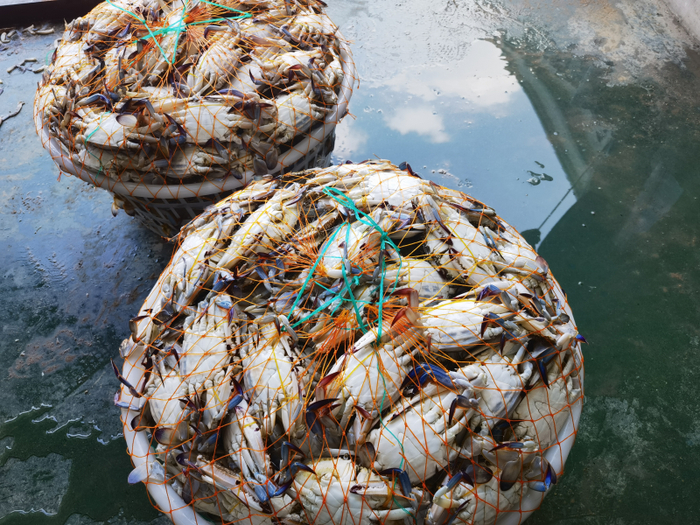 送入加工中心的梭子蟹。（中国商报记者 冉隆楠/摄）