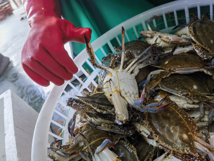 梭子蟹钳子夹住了“挑蟹官”的手套。（中国商报记者 冉隆楠/摄）