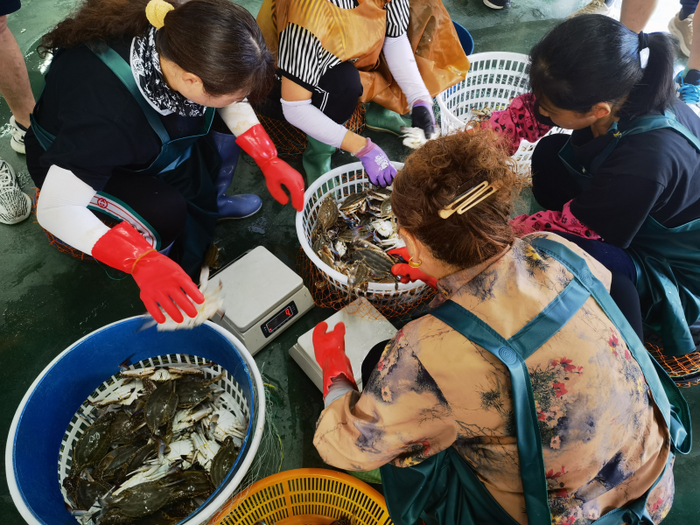 “挑蟹官”正在快速将梭子蟹分级。（中国商报记者 冉隆楠/摄）