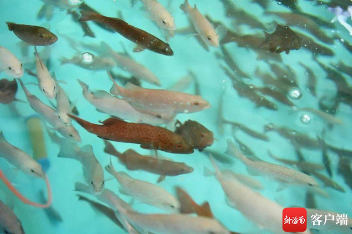 资料图：东星斑鱼苗。