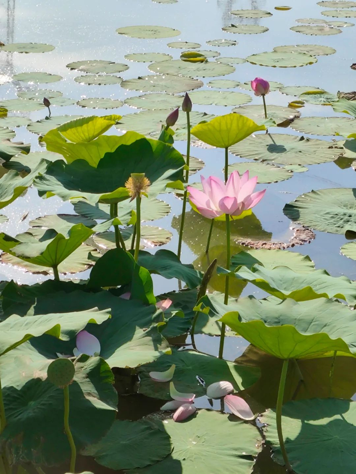 |湿地莲花 摄影/好酒地理局视频中心