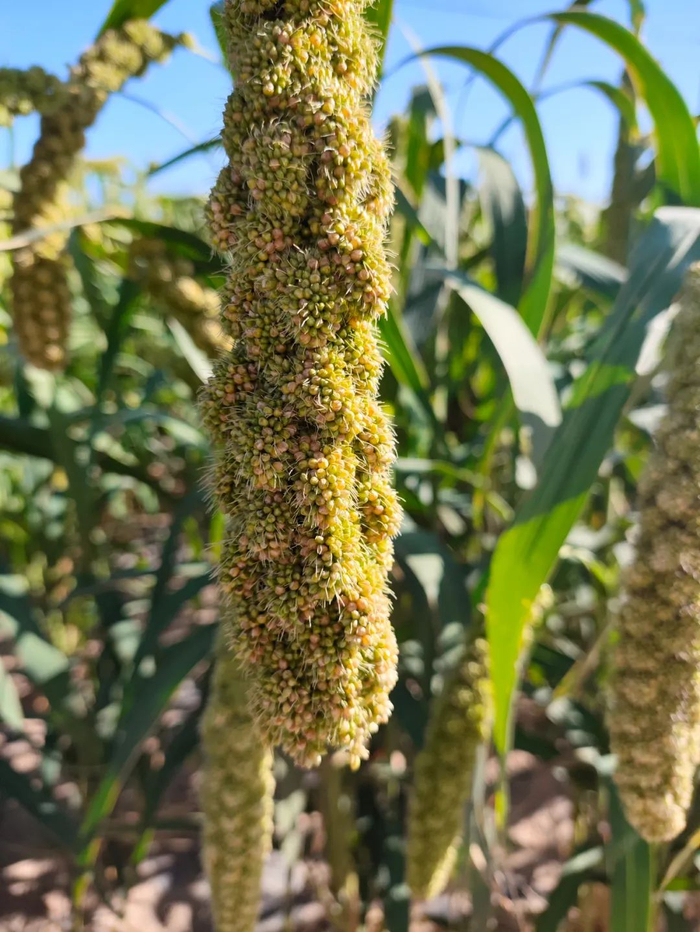 |一穗黄米 摄影/好酒地理局视频中心