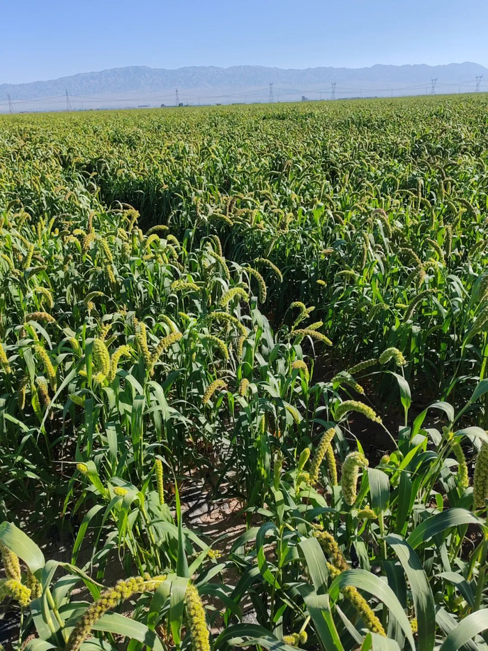 |滨河集团在祁连山脚下的一处原粮基地 摄影/好酒地理局视频中心