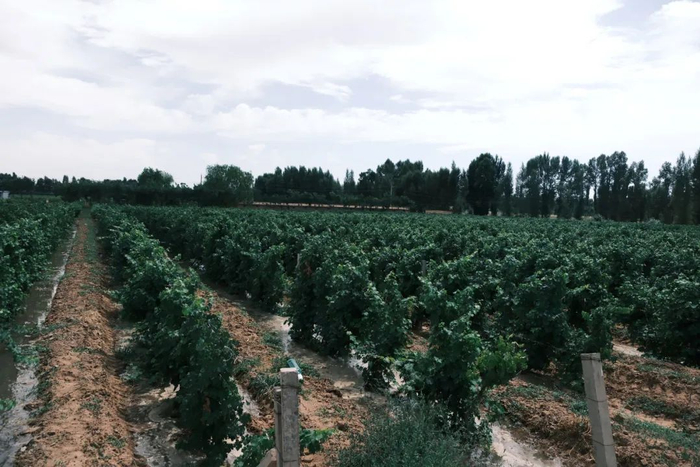 |国风葡萄酒基地 摄影/好酒地理局视频中心