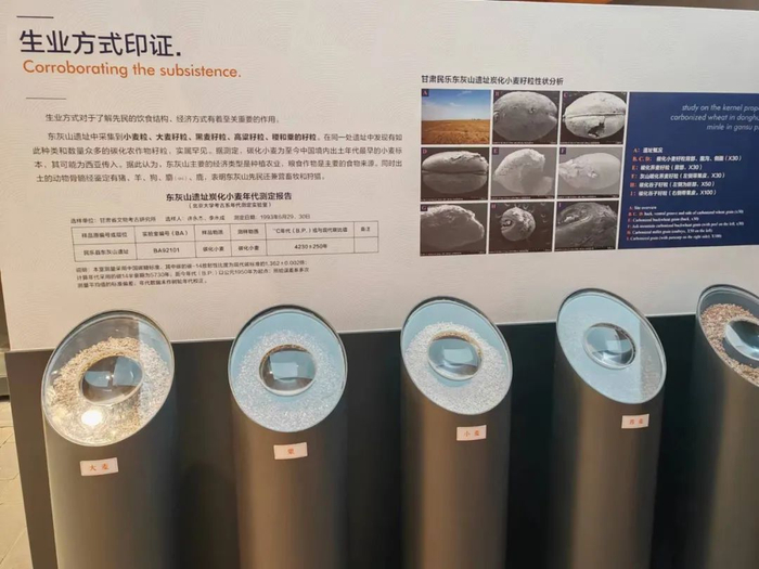 |北京大学考古学系对东灰山炭化小麦标本进行了碳14测定，断定为距今4230±250年。图源/民乐文化展览馆