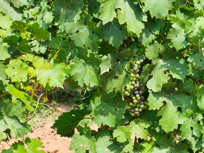 |一串青紫相间的赤霞珠 摄影/好酒地理局视频中心