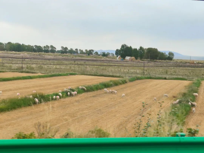 |连霍高速的沿路植被和羊 摄影/好酒地理局视频中心