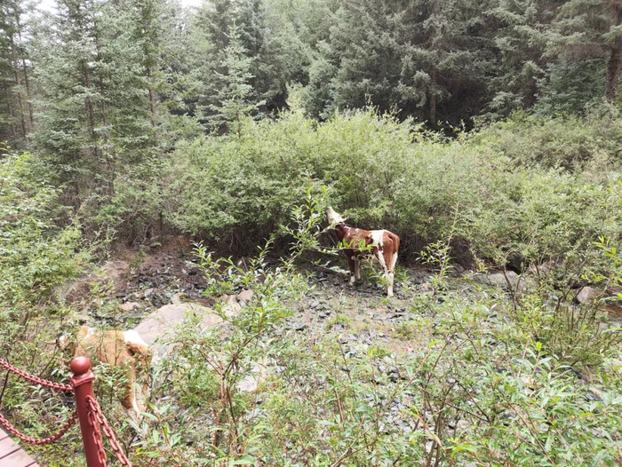 |偶遇悠闲进食的两头牛牛  摄影/好酒地理局视频中心