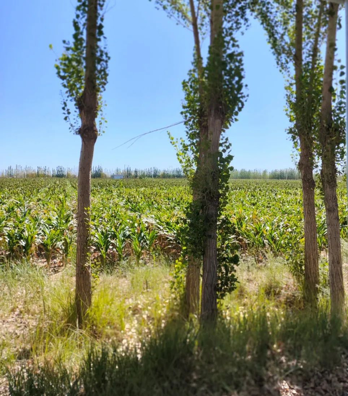 |远处颜色更深的高粱基地 摄影/好酒地理局视频中心