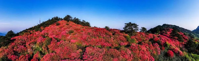 龟峰山杜鹃花海。杨金洲 摄