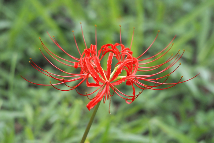 ▲图2 石蒜呈辐射状排列的花朵（徐一大 摄）