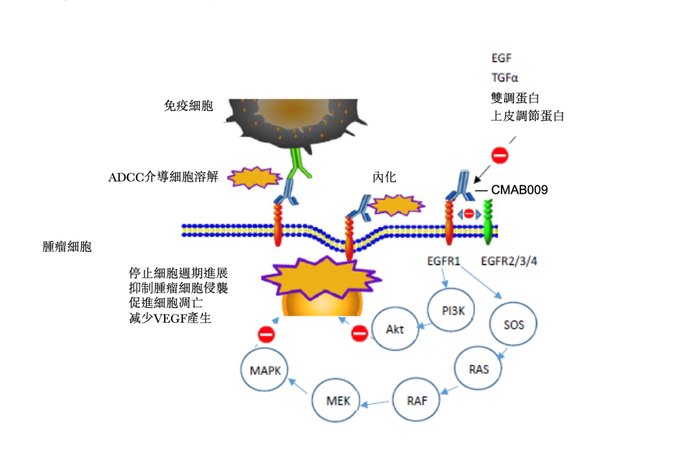CMAB009 作用机理（图源：迈博药业招股说明书）