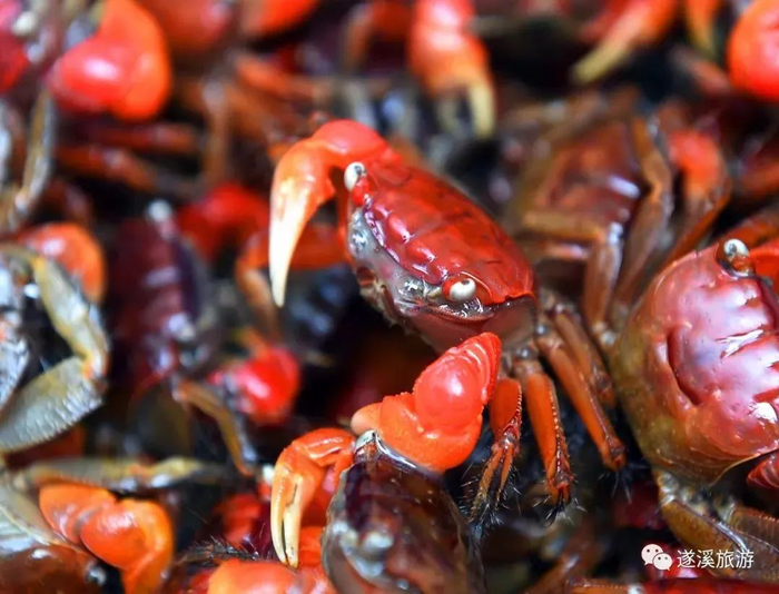 蟛蜞。图片来源：遂溪旅游