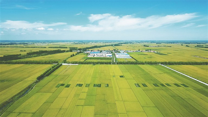     国家级水稻示范区。