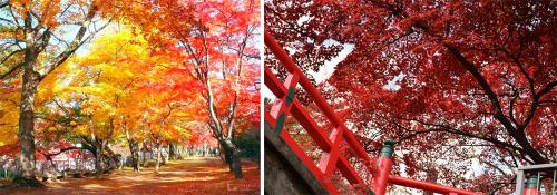 盛冈古城遗址公园色彩鲜艳的枫叶