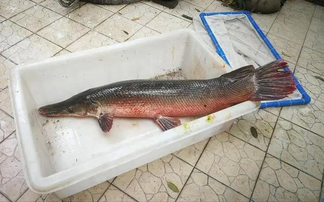 ▲外来入侵物种鳄雀鳝。新京报资料图