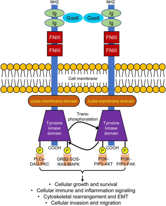 图源：Targeting AXL in NSCLC