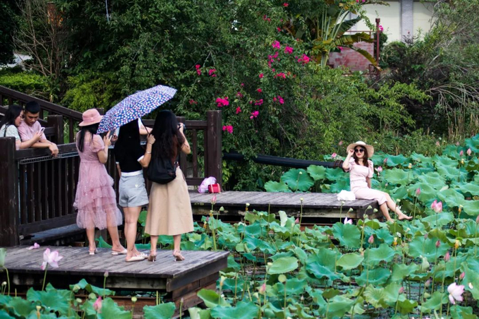 在荷花盛开的时节，许多游客前来玉林市玉州区茂林镇打卡。图源玉林日报