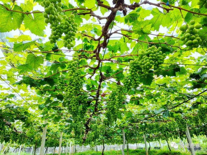位于柳州市鹿寨县鹿寨镇的葡萄产业示范区。图源我爱鹿寨