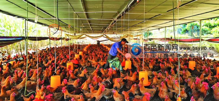 百色市平果市新安镇林下养鸡产业。新安镇人民政府供图