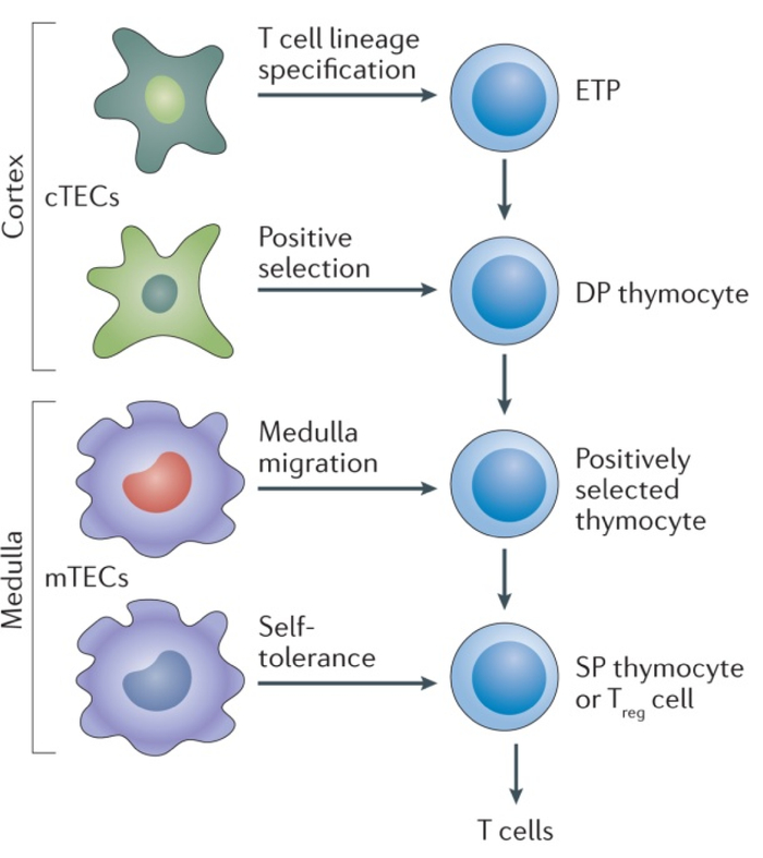 图4. 胸腺上皮细胞调控T细胞祖细胞分化