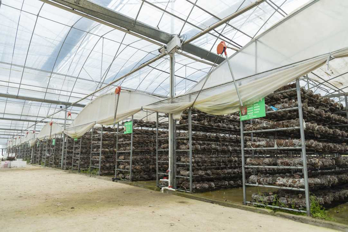 朱庄镇粉坊村香菇种植基地一角。牛靖童摄