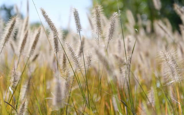 秋天的狗尾巴草。图/IC photo