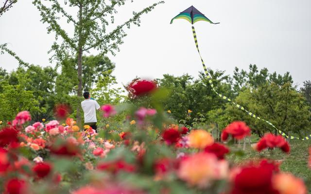 郭家场路，市民在花间放飞风筝。新京报记者 王子诚 摄